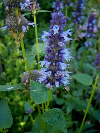 Anise Hyssop (Agastache foeniculum), fall color