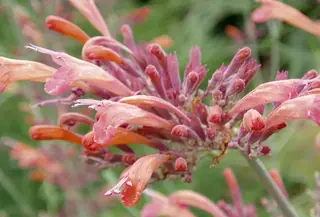 Sunset Hyssop
