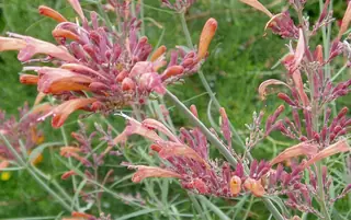 Sunset Hyssop (Agastache rupestris) — mature form
