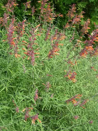 Sunset Hyssop (Agastache rupestris) — foliage