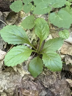 Carpet bugle (Ajuga reptans) — mature form