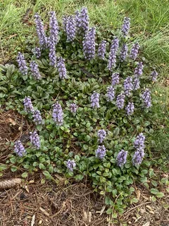 Carpet bugle (Ajuga reptans) — foliage