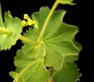 Lady’s mantle