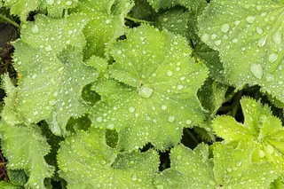 Lady’s mantle (Alchemilla mollis) — mature form