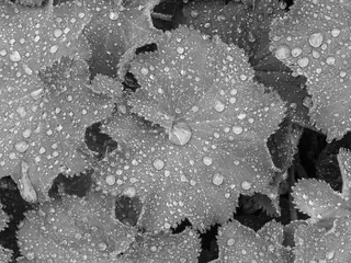 Lady’s mantle (Alchemilla mollis) — foliage