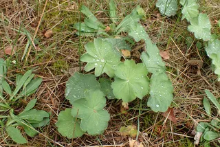 Lady’s mantle (Alchemilla mollis) — bloom