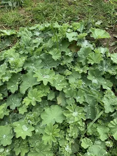 Lady’s mantle (Alchemilla mollis) — fall color