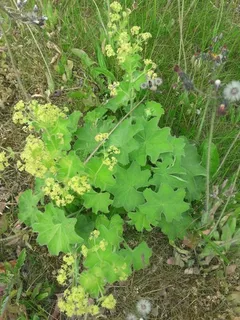 Lady’s mantle (Alchemilla mollis) — habit