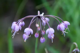 nodding onion (Allium cernuum), fall color