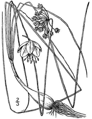 nodding onion (Allium cernuum) — mature form