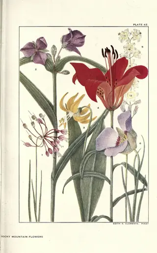 nodding onion (Allium cernuum) — foliage