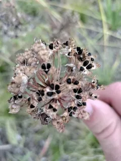 nodding onion (Allium cernuum) — bloom
