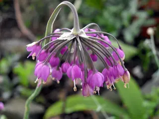 nodding onion (Allium cernuum), habit