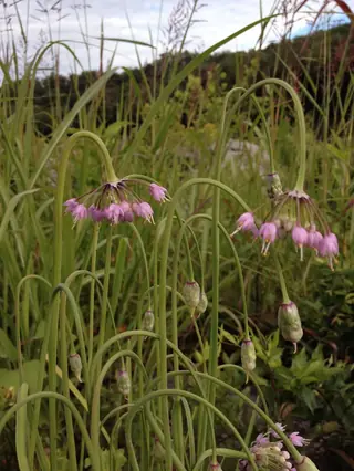 nodding onion