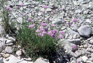Geyer’s onion