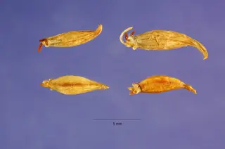 Geyer’s onion (Allium geyeri) — mature form