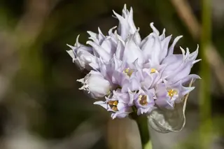 Geyer’s onion (Allium geyeri) — foliage