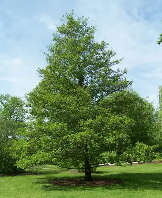 European Alder (Alnus glutinosa), bloom