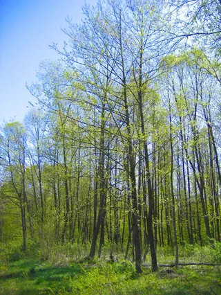 European Alder (Alnus glutinosa), mature form