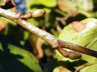 European Alder (Alnus glutinosa), habit