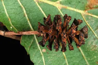 Alder — European