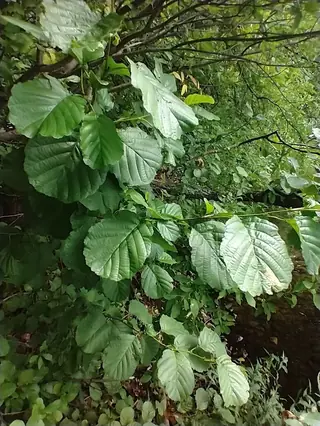 Alder — European (Alnus glutinosa) — mature form