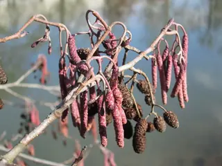 Alder — European (Alnus glutinosa) — foliage