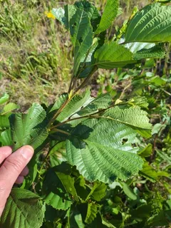 Alder — European (Alnus glutinosa) — fall color
