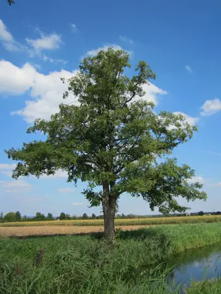 Alder, European