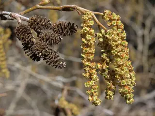 Alder — Thinleaf/Mountain
