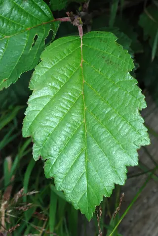 Alder — Thinleaf/Mountain (Alnus incana subsp. tenuifolia) — mature form
