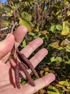 Alder — Thinleaf/Mountain (Alnus incana subsp. tenuifolia) — foliage