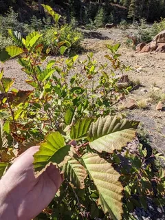 Alder — Thinleaf/Mountain (Alnus incana subsp. tenuifolia) — bloom