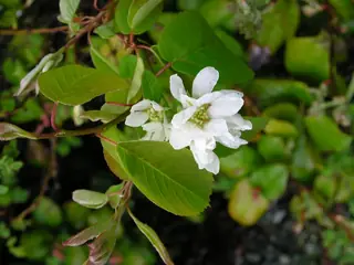 Serviceberry flower