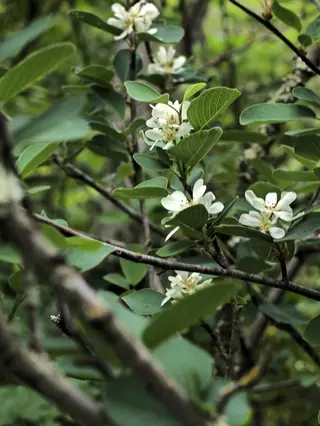 Serviceberry leaf