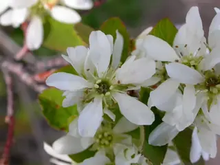 Saskatoon Serviceberry (Amelanchier alnifolia), foliage