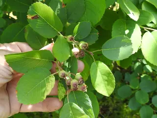 Serviceberry — Saskatoon