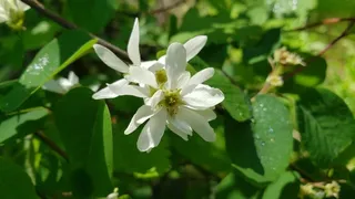 Serviceberry — Saskatoon (Amelanchier alnifolia) — mature form