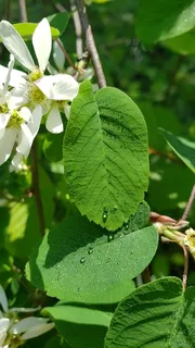 Serviceberry — Saskatoon (Amelanchier alnifolia) — foliage