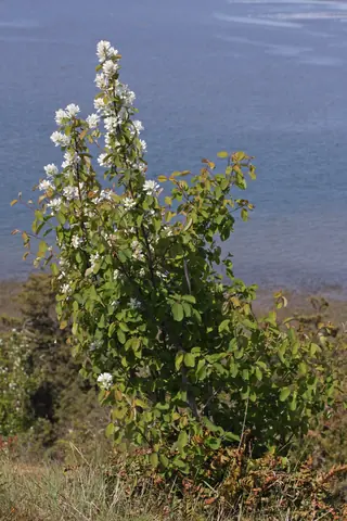 Serviceberry habit