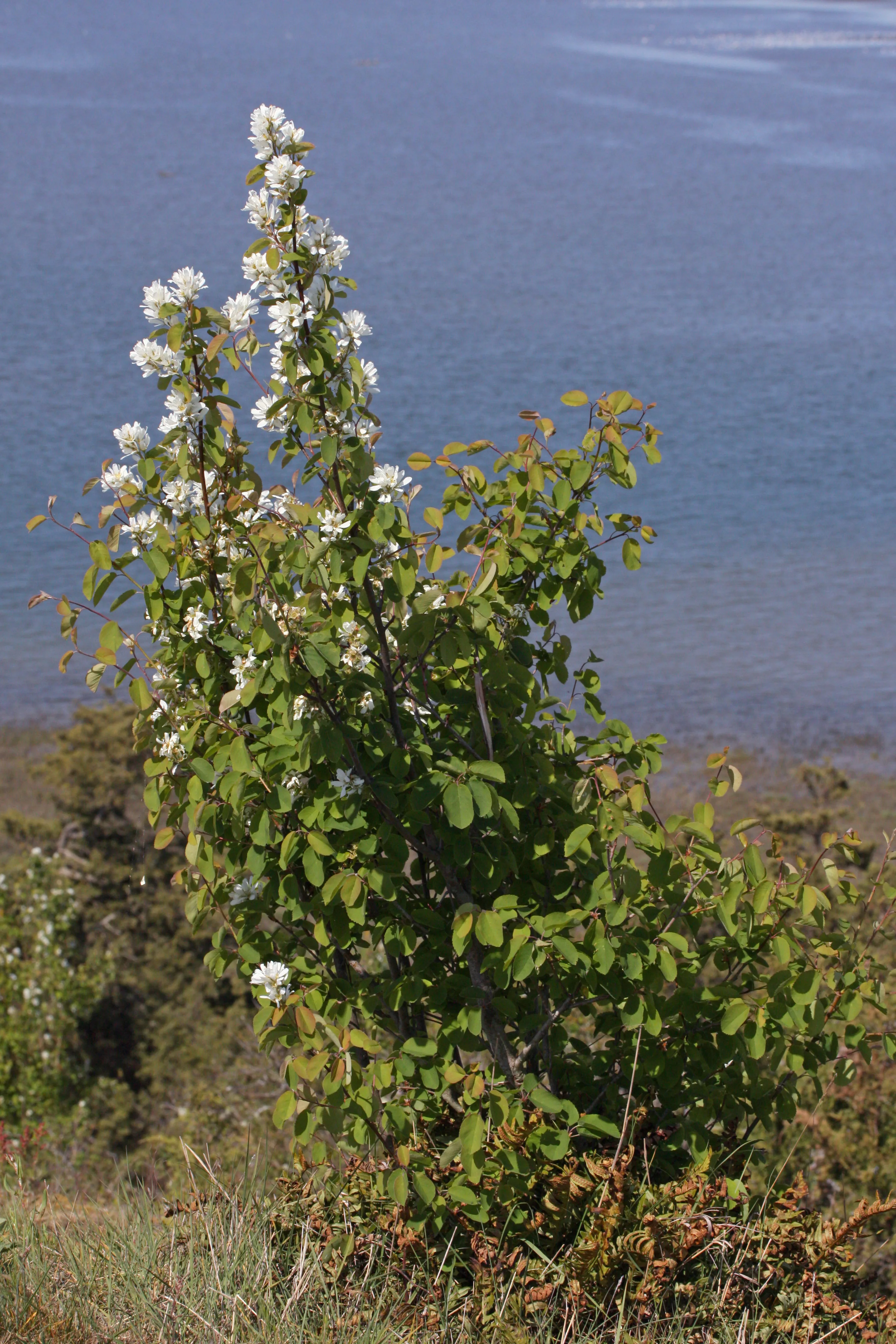 Serviceberry