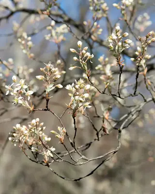Shadblow Serviceberry (Amelanchier canadensis), foliage