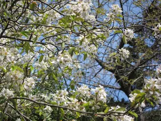 Serviceberry, Shadblow