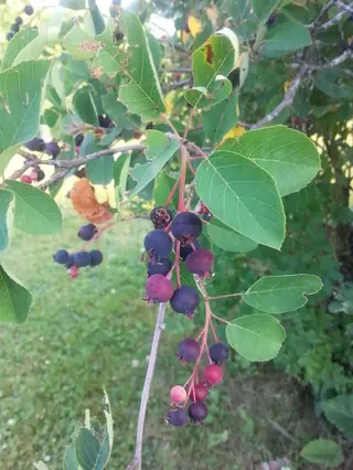 Serviceberry — Shadblow