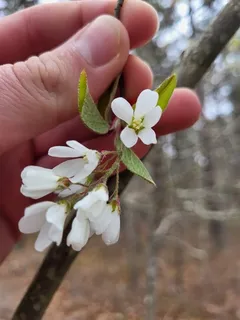 Serviceberry — Shadblow (Amelanchier canadensis) — mature form