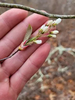 Serviceberry — Shadblow (Amelanchier canadensis) — foliage