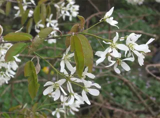 Shadblow Serviceberry (Amelanchier canadensis), mature form