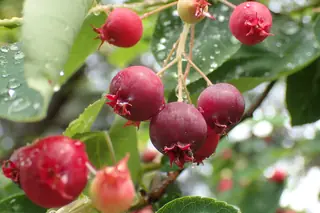 Shadblow Serviceberry (Amelanchier canadensis), fall color