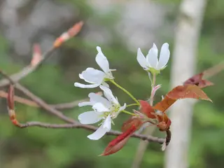 Allegheny Serviceberry (Amelanchier laevis), bloom