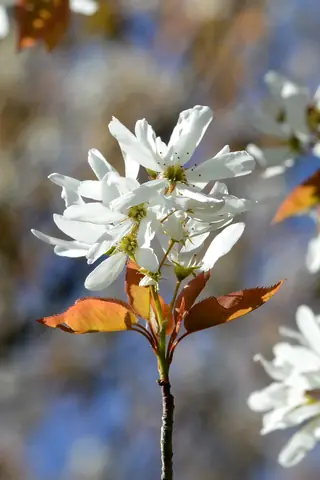 Allegheny Serviceberry (Amelanchier laevis), fall color